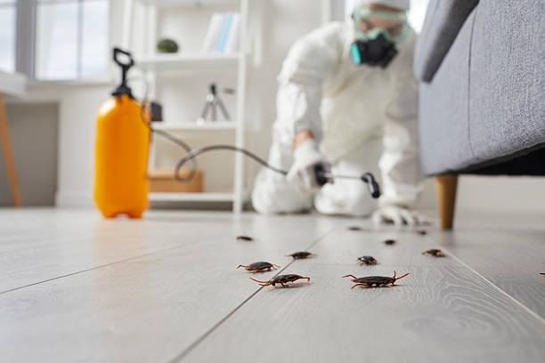Commercial Kitchen Cockroach Control in Toulon